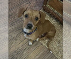 Chiweenie Dogs for adoption in Garner, NC, USA