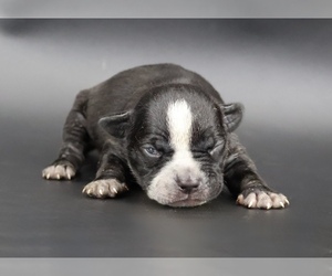 American Bully Puppy for sale in CHAMPAIGN, IL, USA