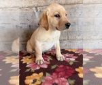 Small #10 Labrador Retriever