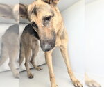 Small #1 German Shepherd Dog