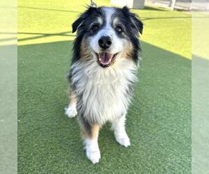 Australian Shepherd Dogs for adoption in Camarillo, CA, USA
