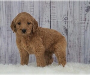 Goldendoodle Puppy for sale in FREDERICKSBG, OH, USA