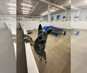 Blue - Male Mutt Dog for Adoption - Photo #2