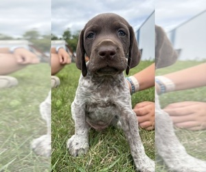 German Shorthaired Pointer Puppy for sale in ROCKFORD, IL, USA