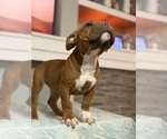 Small #1 American Bully