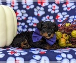 Small Photo #7 YorkiePoo Puppy For Sale in KIRKWOOD, PA, USA