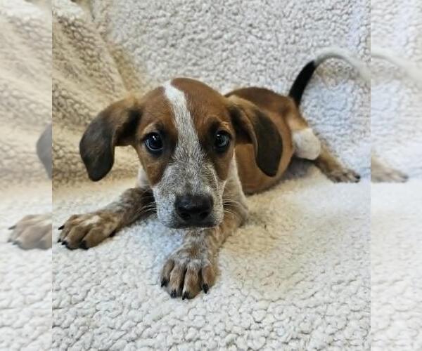 Medium Photo #9 Black Mouth Cur-Unknown Mix Puppy For Sale in McKinney, TX, USA