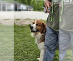 Small #9 Australian Shepherd-Saint Bernard Mix