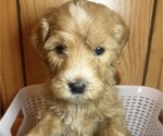 Puppy Dixie Double Doodle
