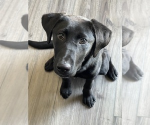 Australian Cattle Dog-Labrador Retriever Mix Dog for Adoption in WESTERVILLE, Ohio USA