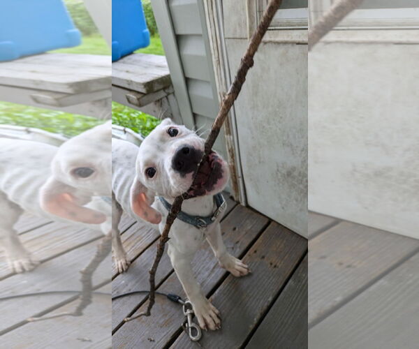 Medium Photo #20 Boxer-Unknown Mix Puppy For Sale in Germantown, OH, USA