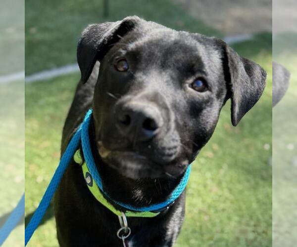 Medium Photo #6 Labrador Retriever-Unknown Mix Puppy For Sale in San Diego, CA, USA