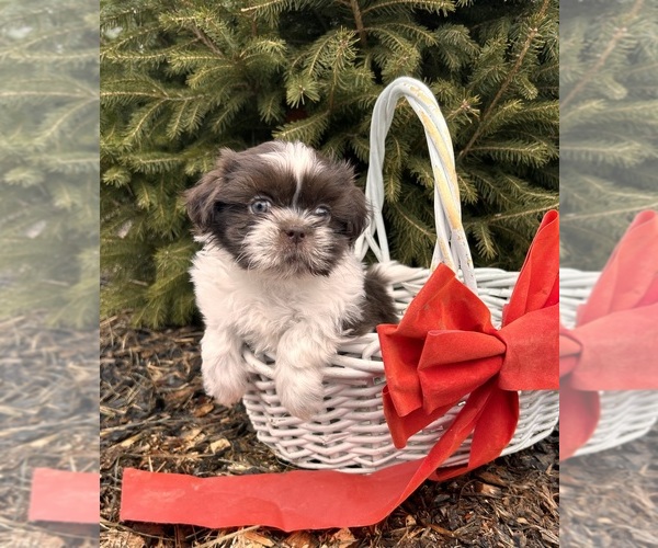 Medium Photo #3 Shih Tzu Puppy For Sale in MIDDLEBURY, IN, USA