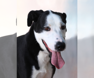 Retriever -Unknown Mix Dogs for adoption in Pasadena, CA, USA