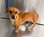 Small #1 Chihuahua