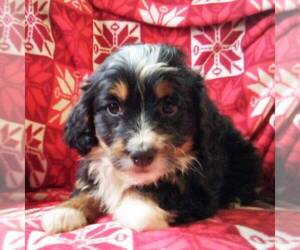 Miniature Bernedoodle Puppy for sale in NEWAYGO, MI, USA