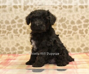 Schnoodle (Miniature) Puppy for sale in DENVER, PA, USA
