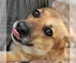 Small #8 Carolina Dog-German Shepherd Dog Mix