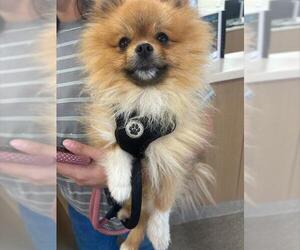 Pomeranian Dogs for adoption in Louisville, KY, USA