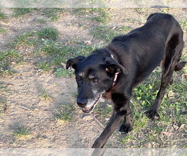 Medium Photo #4 Labrador Retriever-Unknown Mix Puppy For Sale in Evansville, IN, USA