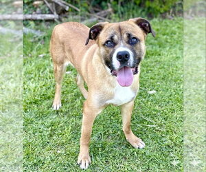 Mutt Dogs for adoption in Spring Lake, NJ, USA