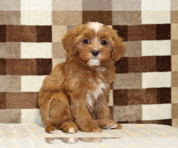 Medium Photo #4 Cavapoo (Miniature) Puppy For Sale in DENVER, PA, USA