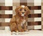 Small #3 Cavapoo (Miniature)