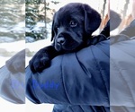 Small Photo #2 Labrador Retriever Puppy For Sale in LUBLIN, WI, USA