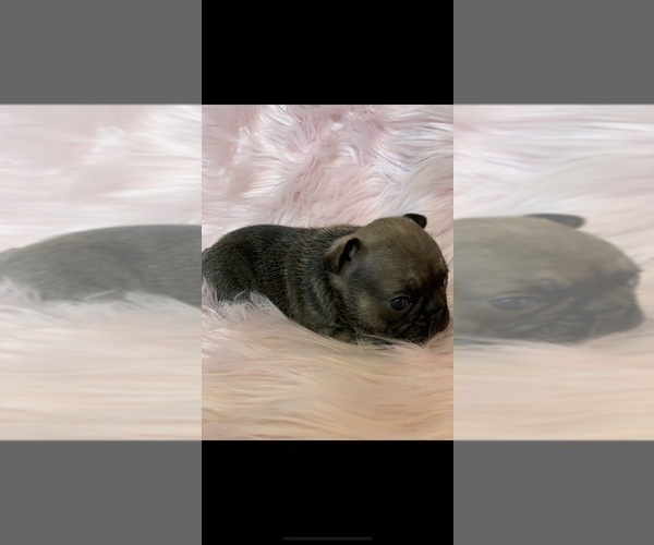 Medium Photo #7 French Bulldog Puppy For Sale in HIGHLAND, CA, USA