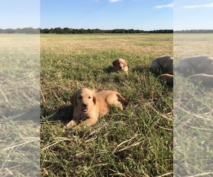 Golden Retriever Puppy for sale in PAIGE, TX, USA