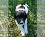 Small Photo #10 Pyredoodle Puppy For Sale in NASHVILLE, TN, USA