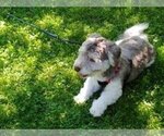 Small Havanese