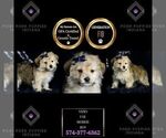 Small Photo #3 Morkie Puppy For Sale in WARSAW, IN, USA
