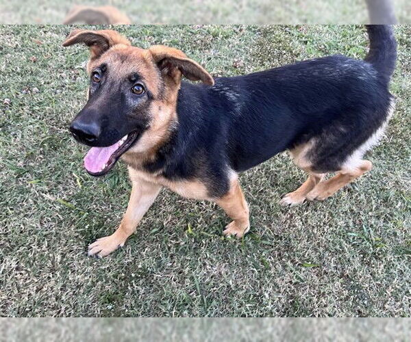 Medium Photo #2 German Shepherd Dog Puppy For Sale in Plano, TX, USA
