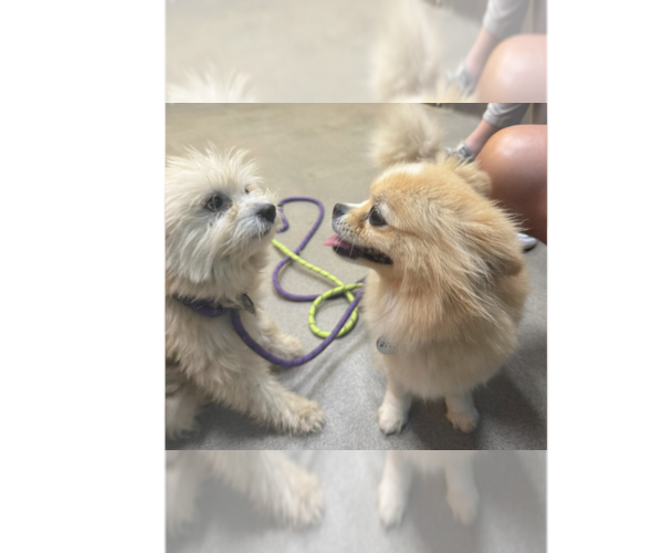 Medium Photo #1 Maltipom Puppy For Sale in Greenbelt, MD, USA