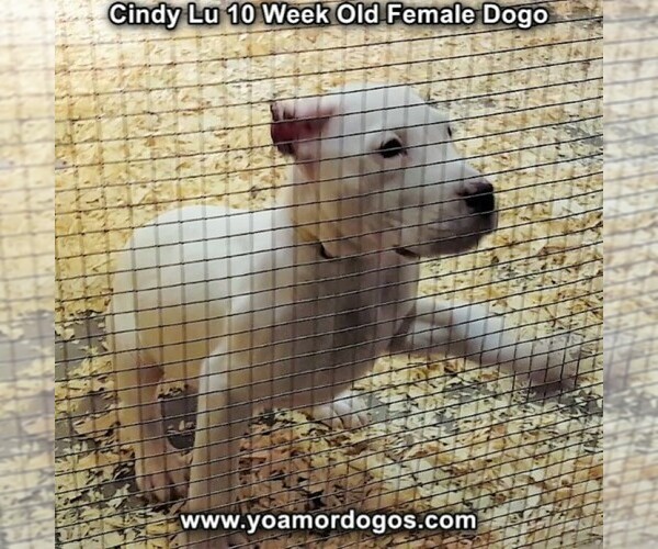 Medium Photo #94 Dogo Argentino Puppy For Sale in PINEVILLE, MO, USA