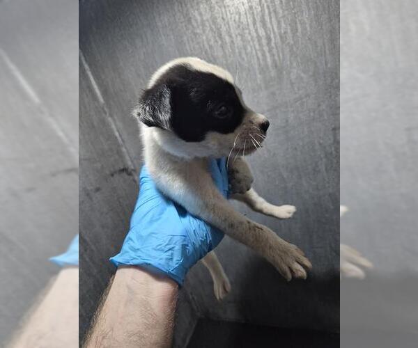 Medium Photo #1 American Staffordshire Terrier-Unknown Mix Puppy For Sale in San Antonio, TX, USA