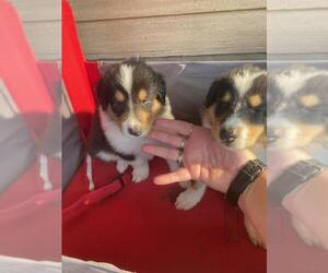 Collie Puppy for sale in LAKE WACCAMAW, NC, USA