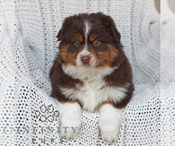 Medium Photo #2 Miniature Australian Shepherd Puppy For Sale in NEW HOLLAND, PA, USA