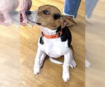 Small #3 Beagle