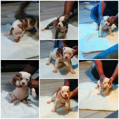 American Bulldog Puppy for sale in FORT WAYNE, IN, USA