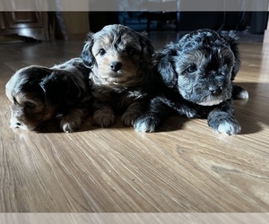 YorkiePoo Puppy for sale in QUINCY, MI, USA