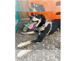 Small #12 Doberman Pinscher Mix