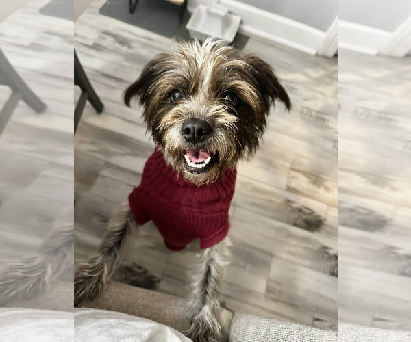 Medium Photo #2 Mutt Puppy For Sale in The Woodlands, TX, USA