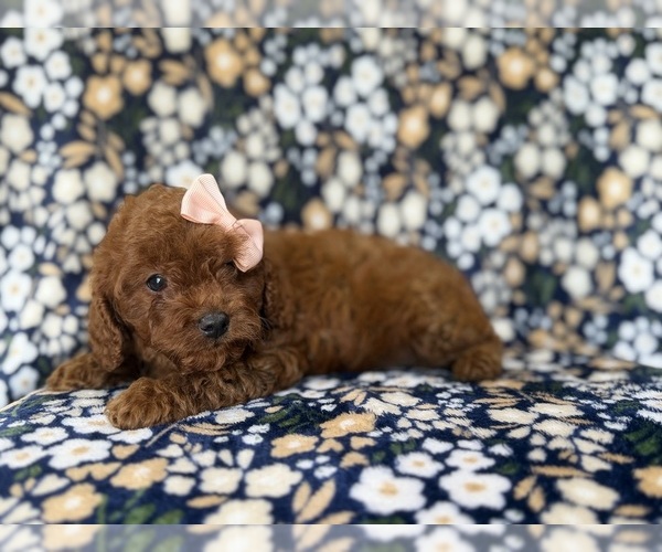 Medium Photo #10 Cavapoo (Miniature) Puppy For Sale in LAKELAND, FL, USA