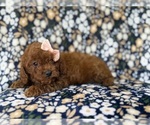 Small #9 Cavapoo (Miniature)