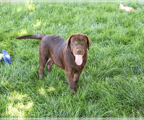 Medium Photo #4 Labrador Retriever Puppy For Sale in SYRACUSE, IN, USA