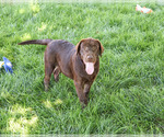 Samuel - Male Labrador Retriever Puppy for Sale - Photo #4