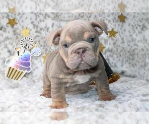English Bulldog Puppy for sale in NORTH HAMPTON, NH, USA