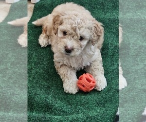 Goldendoodle (Miniature) Puppy for sale in FLOWER MOUND, TX, USA